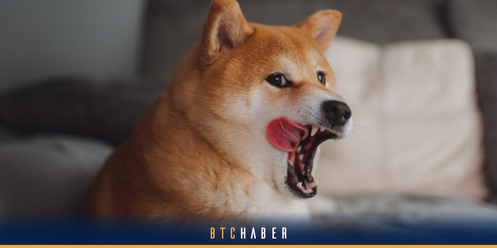 Doge Killer (LEASH) Token Nedir? BTCHaber