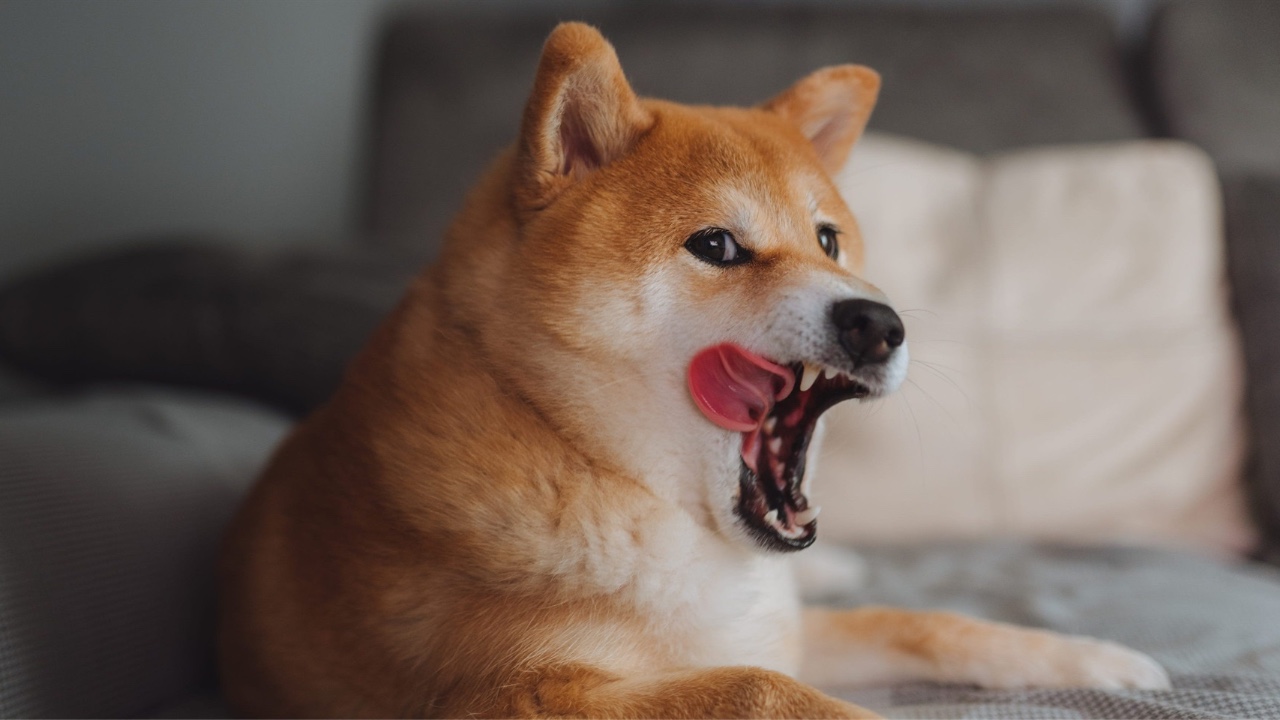 Doge Killer (LEASH) Token Nedir? - BTCHaber