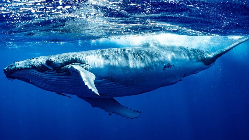 altcoin balinalari cro ve uni biriktiriyor
