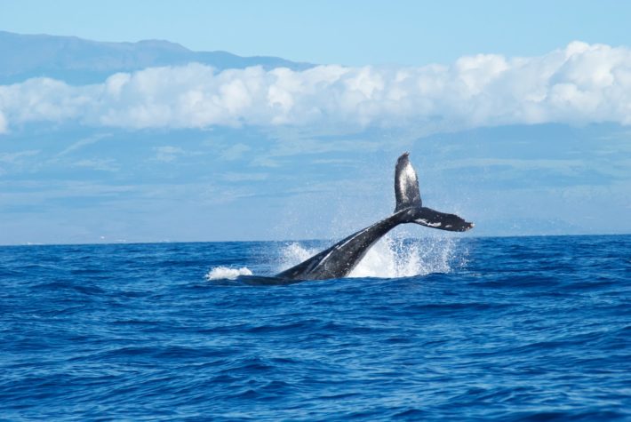 kripto balinasi gimli sand varliklarini artirdi