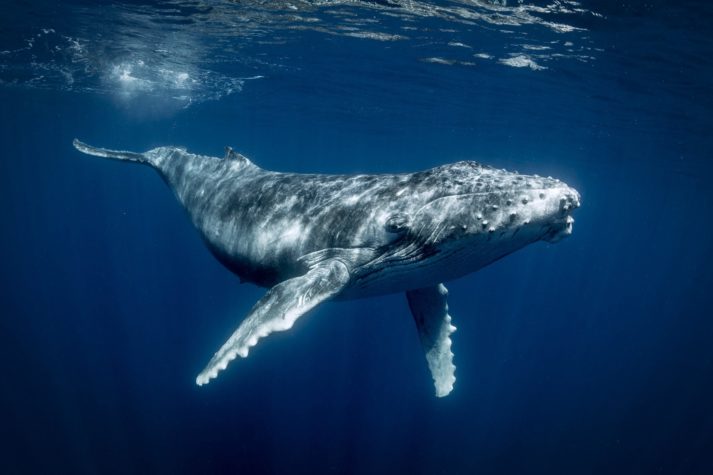 anonim balina 500 milyar shiba inu shib satin aldi