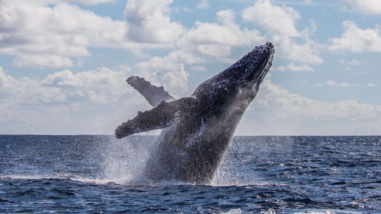 DOGE, BSC Balinalarının İlk 10’una Geri Döndü