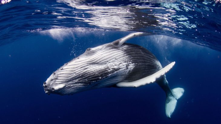 dogecoinde balina islemleri 4 ayin zirvesine cikti