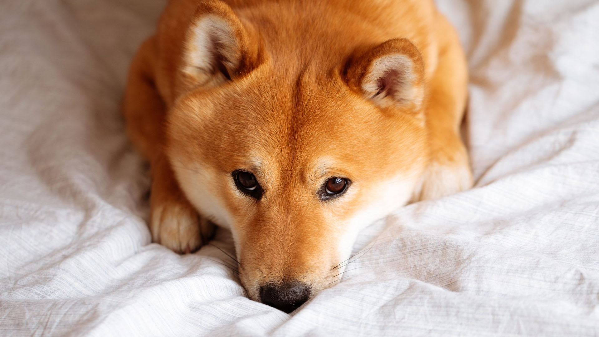 Shiba Inu (SHIB) Aramaları Google’da Düşüşe Geçti
