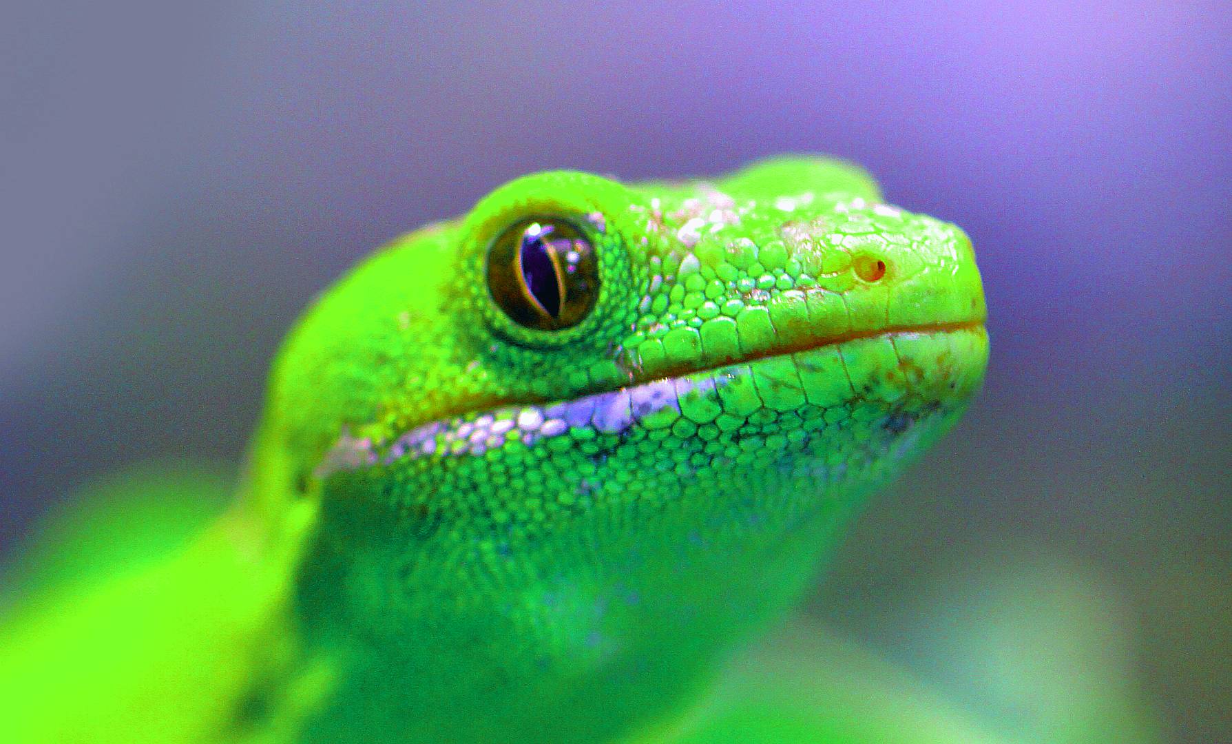 GeckoCon 2022 Başladı! İlk Gün Neler Konuşuldu?