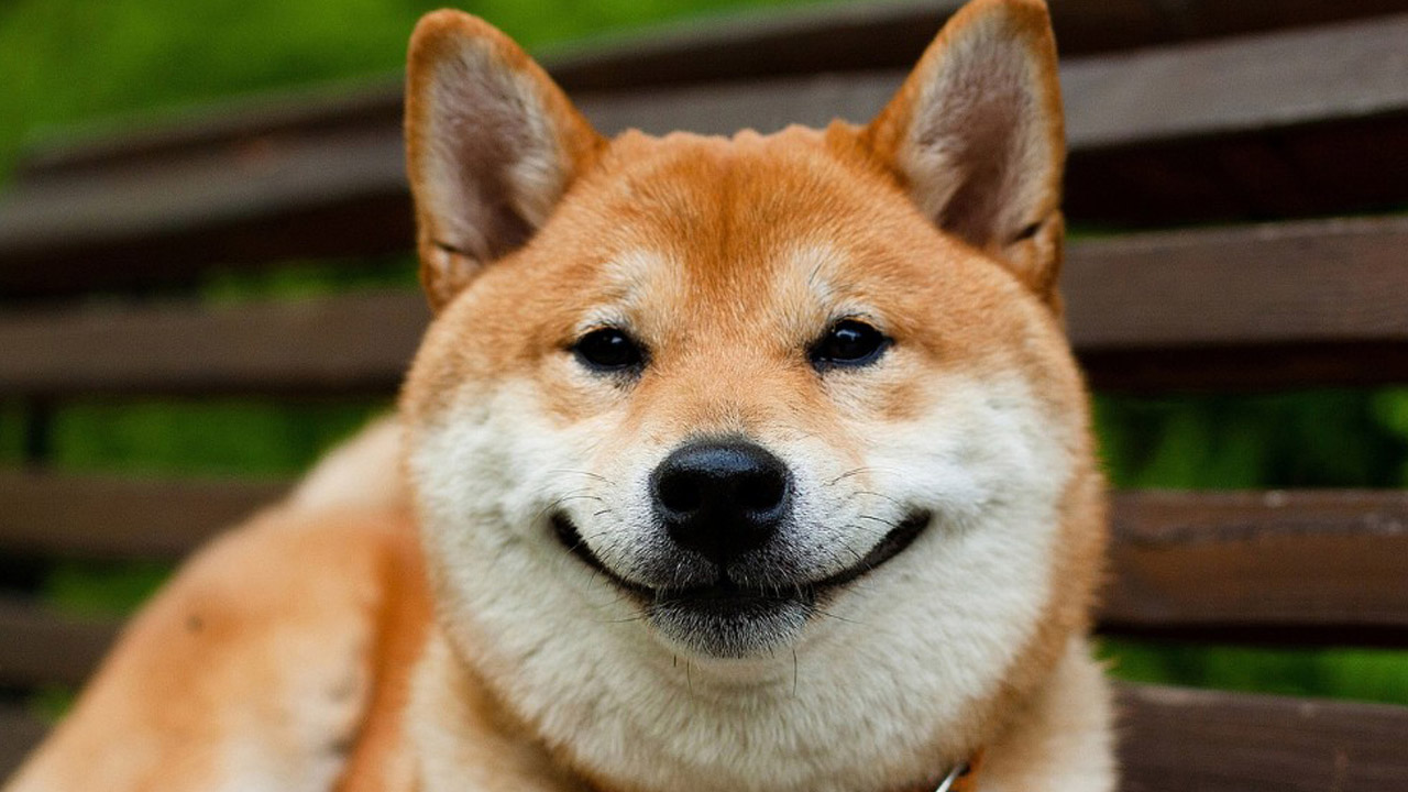 Shiba Inu’nun (SHIB) Aylık İşlem Sayısında Artış Yaşanıyor