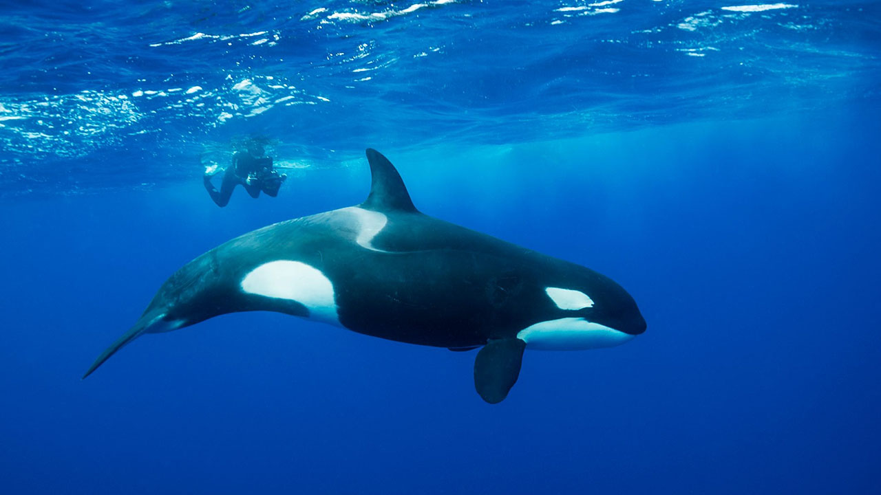 Kripto Borsası Orca’dan Yeni ABD Kararı