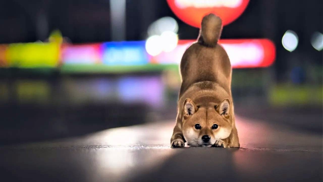 Kusama’dan Shiba Topluluğuna Uyarı